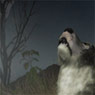 Wolf Night