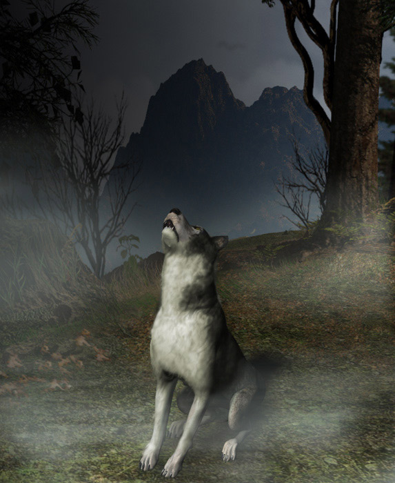 Wolf Night
